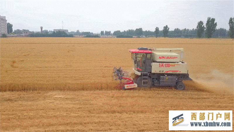 “渭麦9号”示范田平均亩产601.6公斤(图2) “渭麦9号”示范田平均亩产601.6公斤(图2)