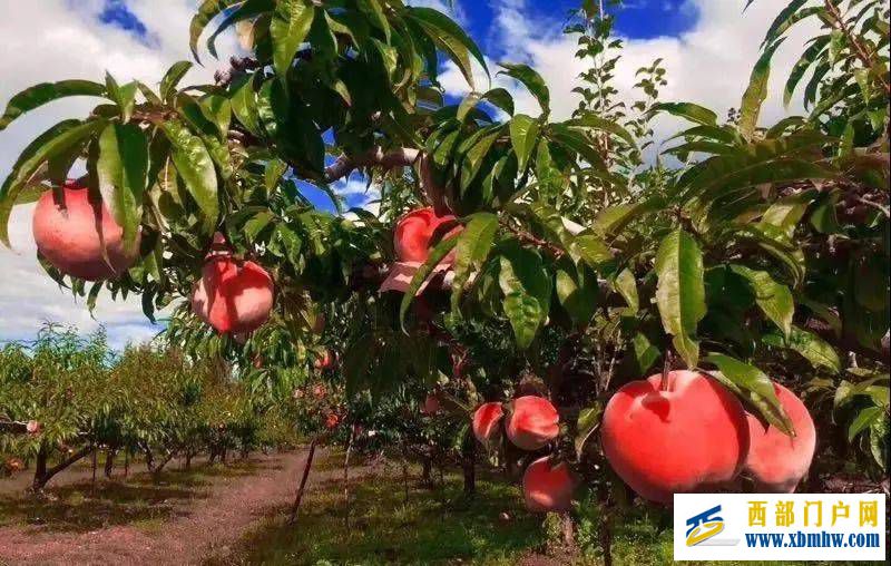 来过丽江,才知道丽江的春天有多美(图4) 来过丽江,才知道丽江的春天有多美(图4)