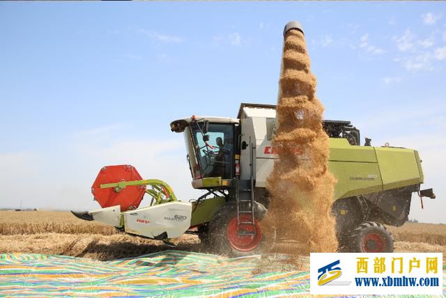 “渭麦9号”示范田平均亩产601.6公斤(图5) “渭麦9号”示范田平均亩产601.6公斤(图5)