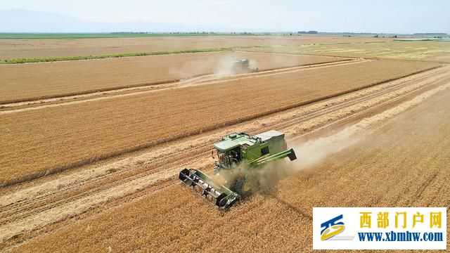 “渭麦9号”示范田平均亩产601.6公斤(图3) “渭麦9号”示范田平均亩产601.6公斤(图3)