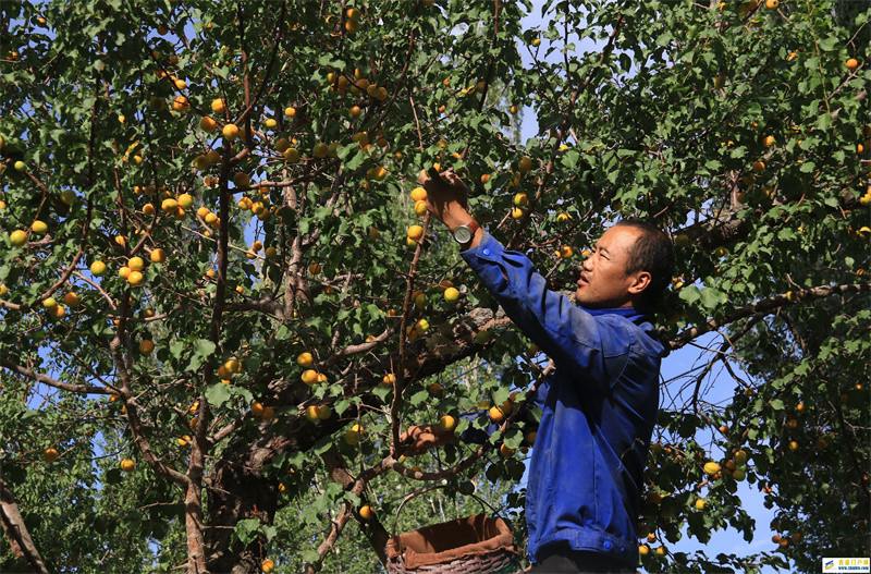 甘肃敦煌:鸣沙山下杏飘香(图1) 甘肃敦煌:鸣沙山下杏飘香(图1)