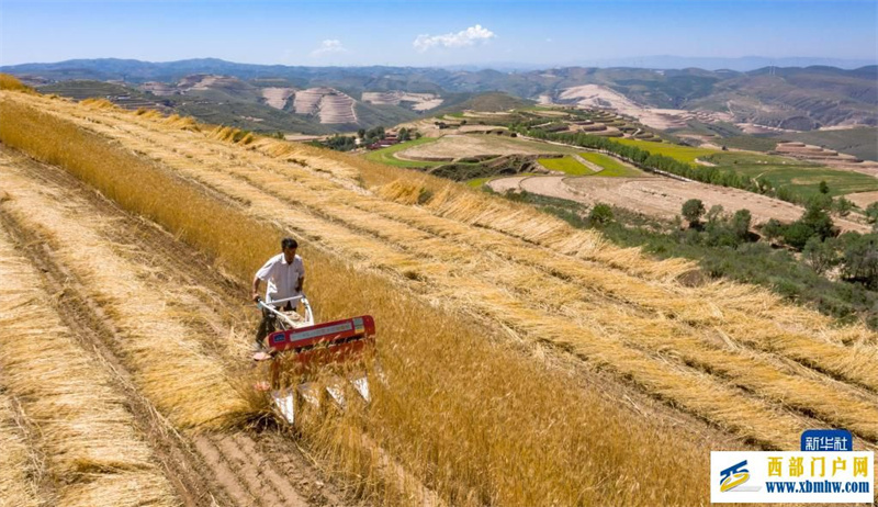 新华全媒+丨宁夏西海固旱作梯田迎麦收(图1) 新华全媒+丨宁夏西海固旱作梯田迎麦收(图1)