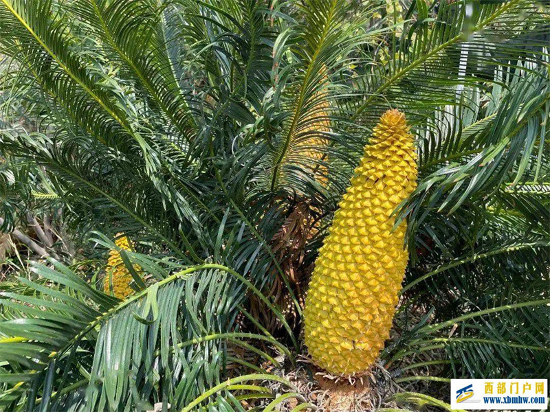 速来围观!又到攀枝花苏铁开花季(图2) 速来围观!又到攀枝花苏铁开花季(图2)