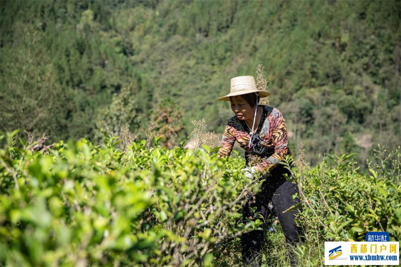重庆城口:巩固拓展脱贫攻坚成果同乡村振兴有效衔接观察(图4) 重庆城口:巩固拓展脱贫攻坚成果同乡村振兴有效衔接观察(图4)