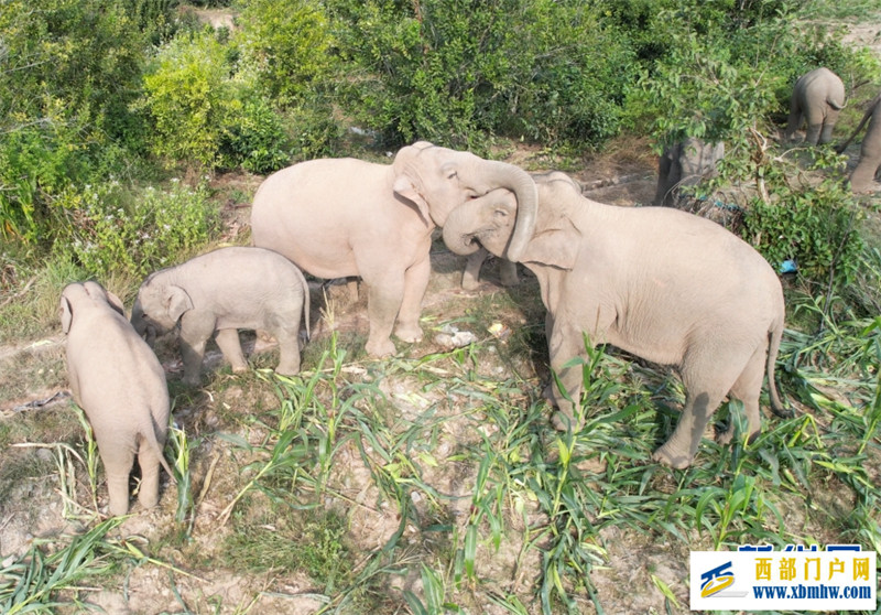 云南江城:野生亚洲象集体炫“团圆饭”(图4) 云南江城:野生亚洲象集体炫“团圆饭”(图4)
