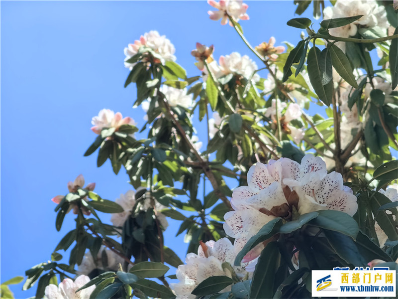 云南凤庆:马缨花开春意浓(图1) 云南凤庆:马缨花开春意浓(图1)