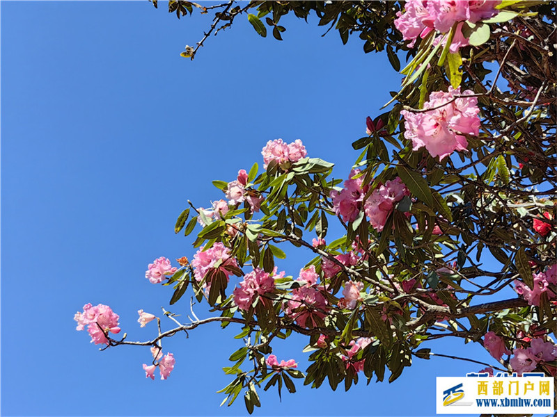 云南凤庆:马缨花开春意浓(图4) 云南凤庆:马缨花开春意浓(图4)