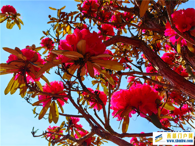 云南凤庆:马缨花开春意浓(图6) 云南凤庆:马缨花开春意浓(图6)