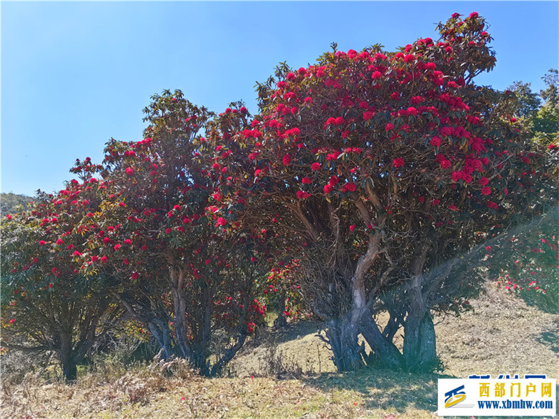 云南凤庆:马缨花开春意浓(图8) 云南凤庆:马缨花开春意浓(图8)