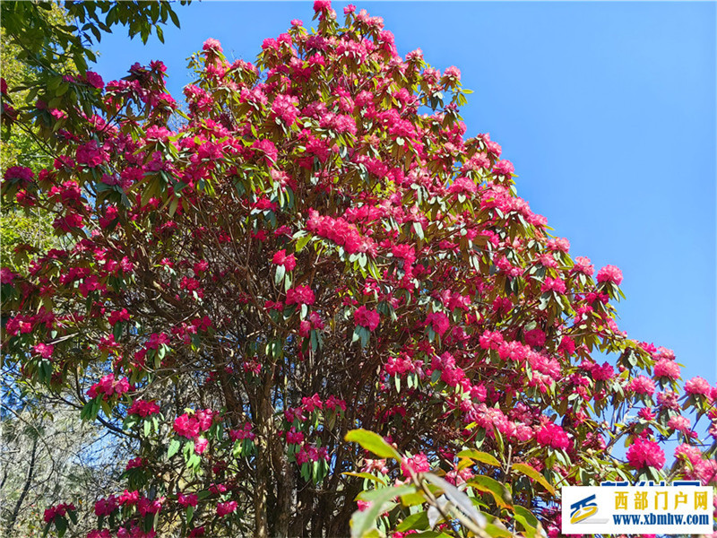 云南凤庆:马缨花开春意浓(图10) 云南凤庆:马缨花开春意浓(图10)