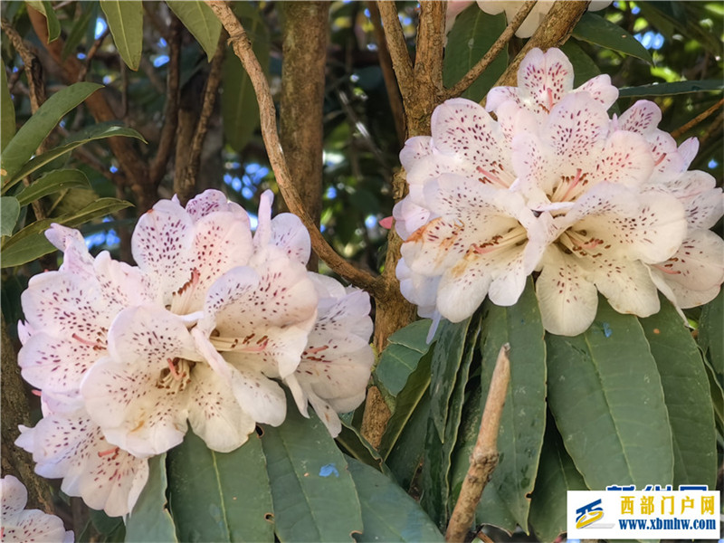 云南凤庆:马缨花开春意浓(图11) 云南凤庆:马缨花开春意浓(图11)