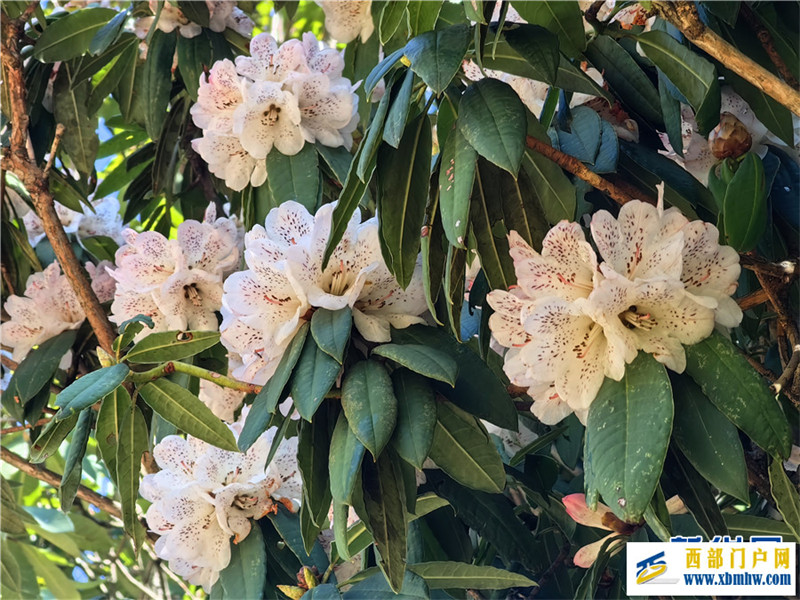 云南凤庆:马缨花开春意浓(图12) 云南凤庆:马缨花开春意浓(图12)