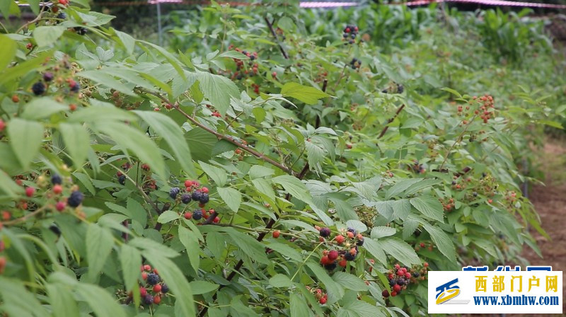 广西忻城：黑莓成熟上市(图7)