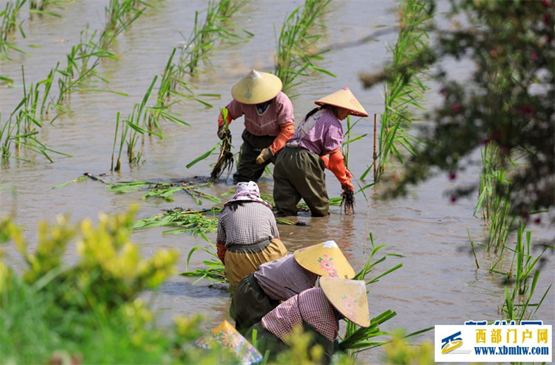 云南曲靖:仲夏农事忙(图1) 云南曲靖:仲夏农事忙(图1)