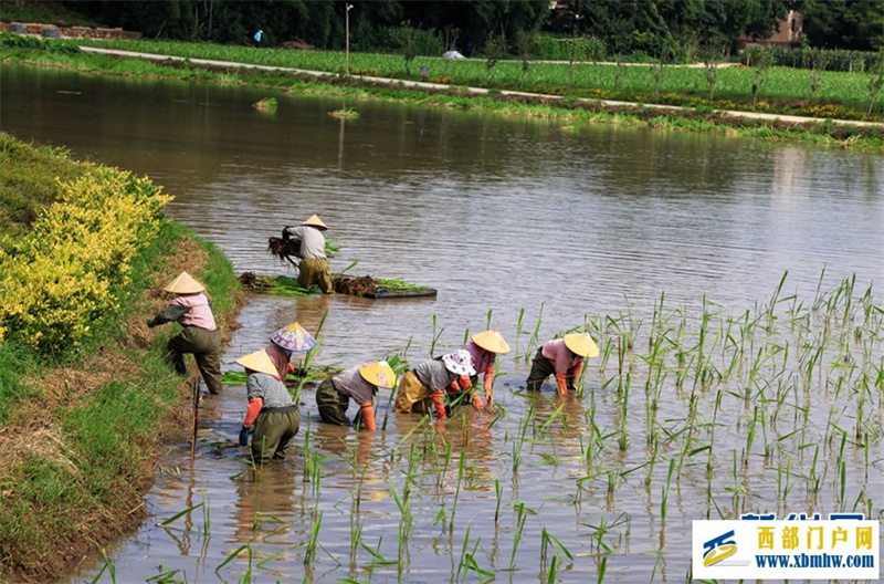 云南曲靖:仲夏农事忙(图5) 云南曲靖:仲夏农事忙(图5)
