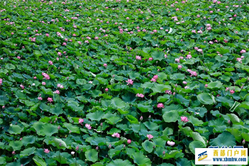 云南安宁：荷花盛开扮靓乡村(图6)