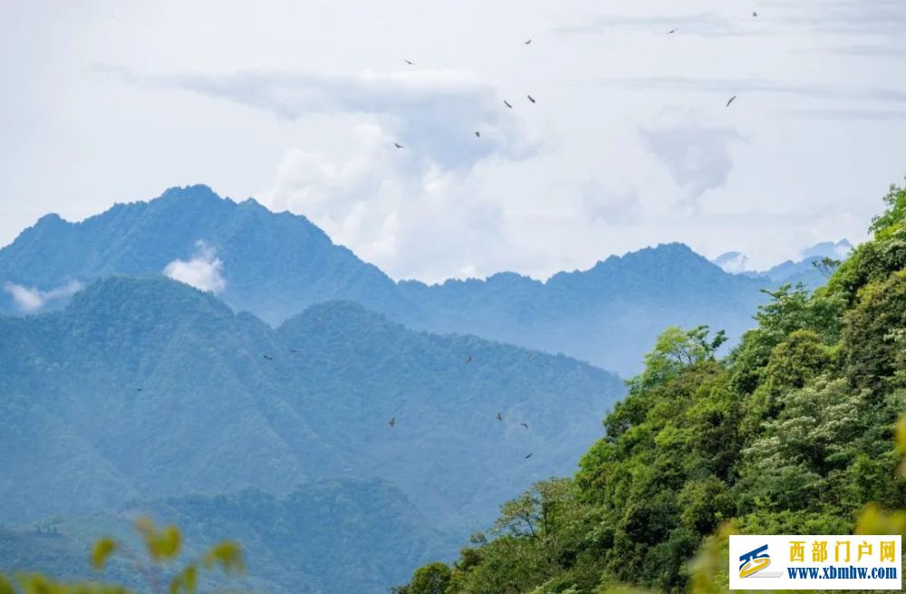 在成都｜从晨曦到夜色，感受生态之城的绿色脉搏(图12)