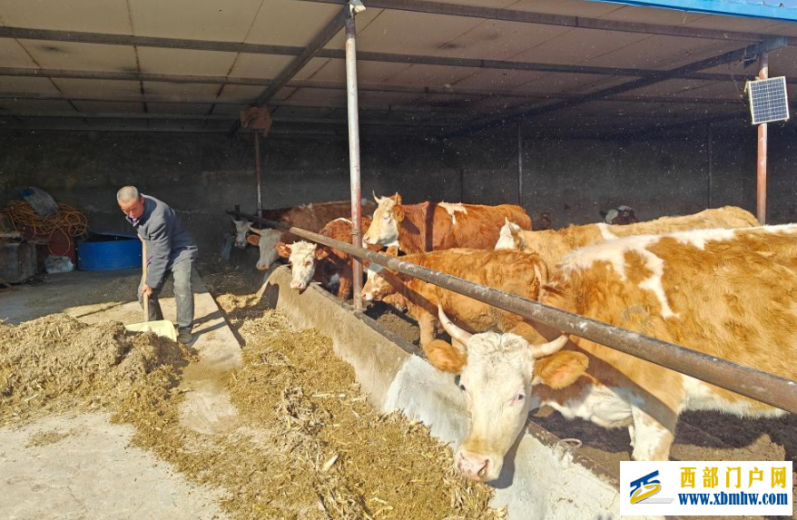 宁夏同心：从“望栏兴叹”到“腰包鼓起”(图1)