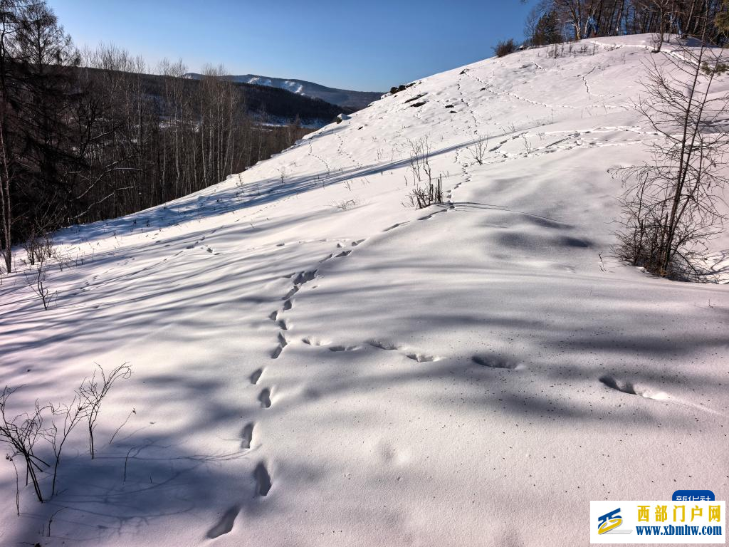 巡林一日，将思念留在额尔古纳河右岸(图1)