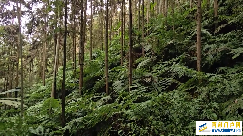 广西融安发现密集桫椤天然种群 曾是“恐龙口粮”(图4)