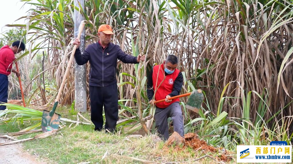 云南多地开展植树活动(图3)