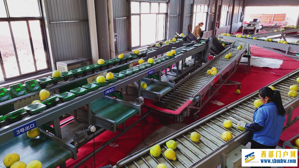 广西“果”然好| 提品质 延链条 强品牌——容县沙田柚的产业振兴密码(图4)