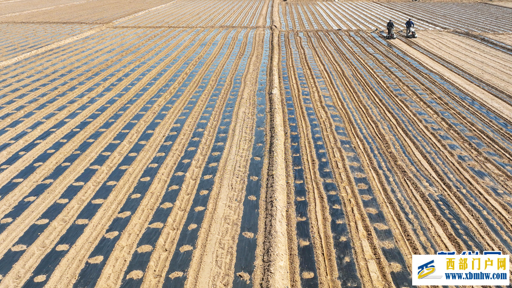 甘肃张掖：制种玉米基地“穿衣”保墒(图3)