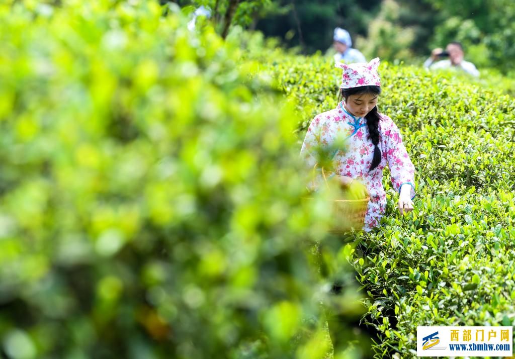 重庆丰都：千年茶乡抢春时(图7)